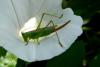Conocephalus fuscus